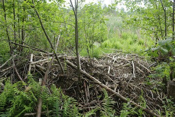 View of the beaver dam near the river. Belarus.