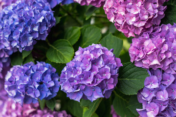 Abstract flower background. Near.