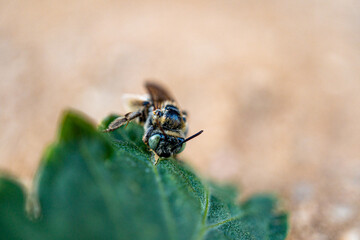 bee on a green leaf