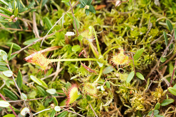 Fototapeta premium A small plant of a sundew predator (lat. Drósera) among moss in a swamp.
