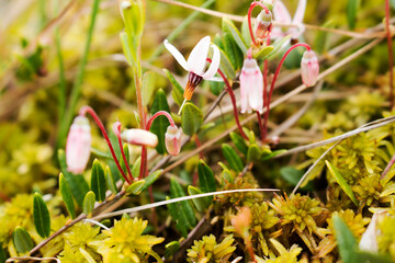 Flowering cranberry plant among the moss in the swamp. Belarus.