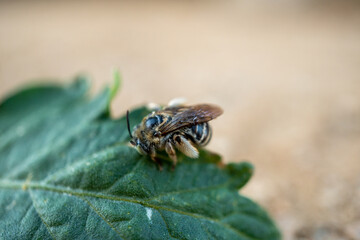 closeup view of a killer bee