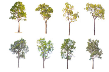 Collection of Isolated Trees on white background.