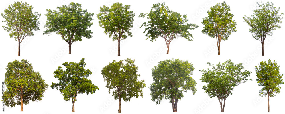 Wall mural trees isolated