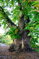 old oak tree in the forest