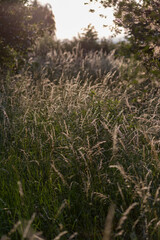 Fototapeta premium grass in the morning