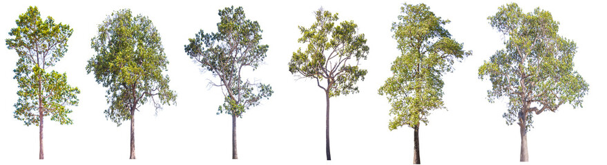 Collection of Isolated Trees on white background