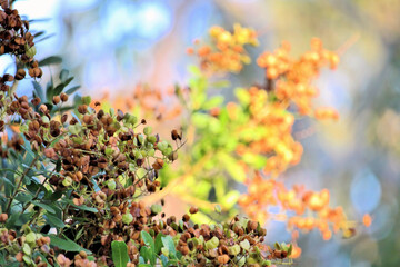 Soft focus of Hop Bush (Dodonaea viscosa) female, showing 'hops', South Australia