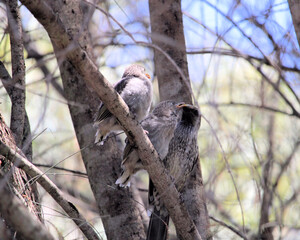 Little Wattlebird (Anthochaera chrysoptera) feeding its young, South Australlia