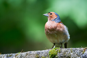 Common Chaffinch close-up ( Fringilla coelebs )