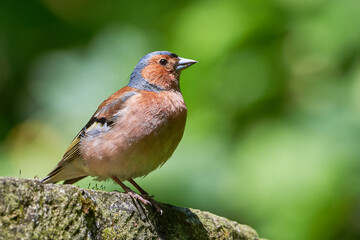 Common Chaffinch close-up ( Fringilla coelebs )