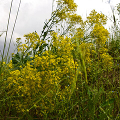 Canola plant. Plant with yellow flowers, oil used in biodiesel production. Rapeseed