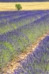 Plakat France, beautiful lavender field of Provence
