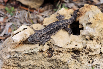 Eastern Bearded Dragon (Pogona barbata) South Australia