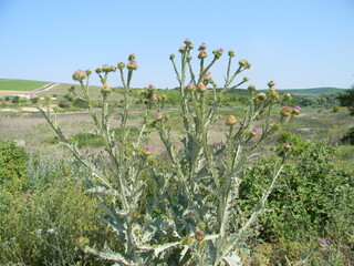 a large prickly plant in the village in summer