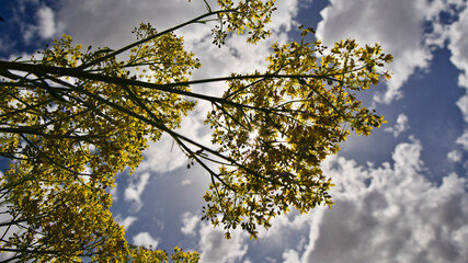 Canola plant. Plant with yellow flowers, oil used in biodiesel production. Rapeseed