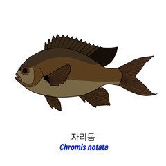 Chromis notata
