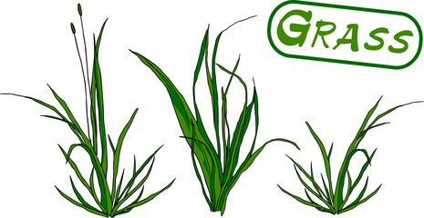 Fototapeta premium Grass is different design elements
