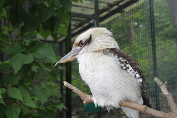 Vogel