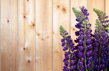 Bouquet of blue lupins on the background of boards