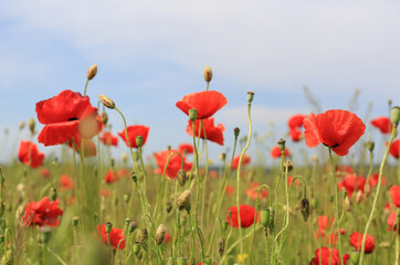 nice wild poppy flower meadow