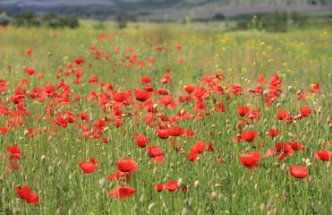 Fototapeta premium dzikie czerwone kwiaty maku
