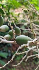 arecanuts on tree