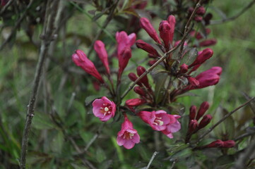 bush of pink flowers close up
