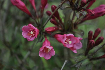 Fototapeta na wymiar bush of pink flowers close up