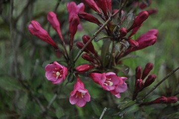 Naklejka na ściany i meble bush of pink flowers close up