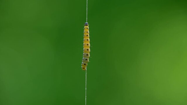 Caterpillar of orchard ermine moth (Yponomeuta padella) climbing up silk thread
