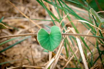 Heart shaped green leaves Which is a beautiful soft looking vine
