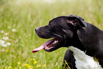 American pit bull terrier portrait in the green. 