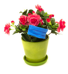 Concept with flower roses plant in green pot with blue medical mask. Isolated on white background.