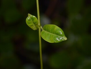 green leaf with water drops