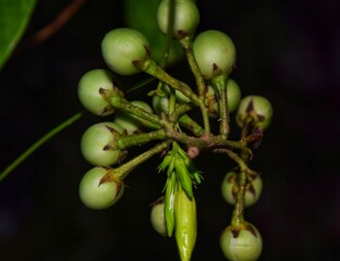 Green plate brush wild eggplant bunch hanging