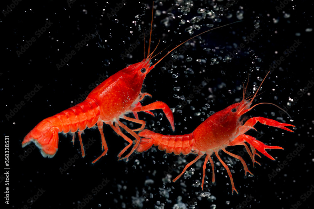 Poster Aquarium Red Lobster shrimp isolated on black Background