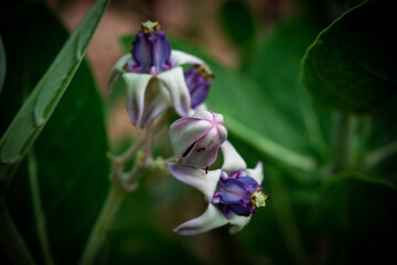 Calotropis gigantea is a beautiful purple bouquet of green plants in Thailand.