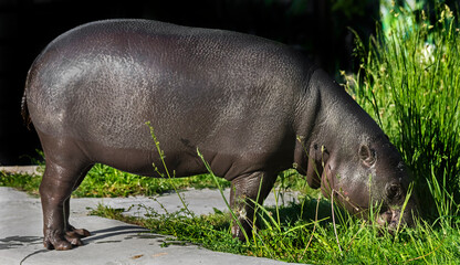 Pigmy hippopotamus eating grass on the lawn. Latin name - Hexaprotodon libiriensis