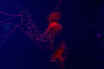 jellyfish on black background