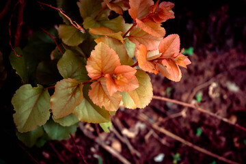 Background of beautiful orange leaves in small shrubs in the countryside
