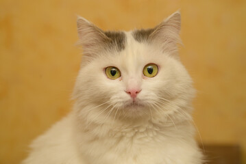 Portrait of a yellow-eyed cat of a light color cat on a yellow background at home