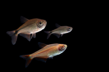 Buenos Aires tetra (Hyphessobrycon anisitsi) isolated on black 