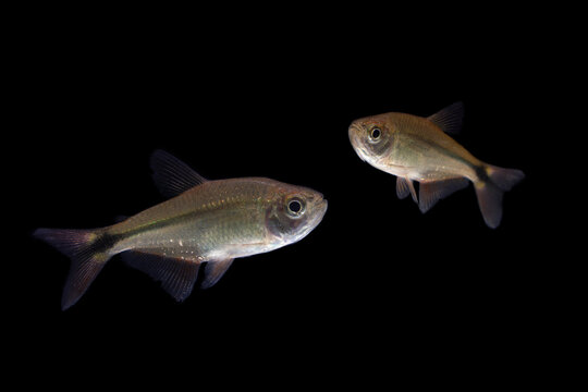 Buenos Aires tetra (Hyphessobrycon anisitsi) isolated on black 