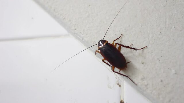  cockroach is walking in the house bathroom 