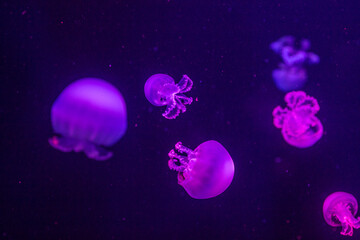 Delicious poisonous purple and raspberry jellyfish swim in clear water.