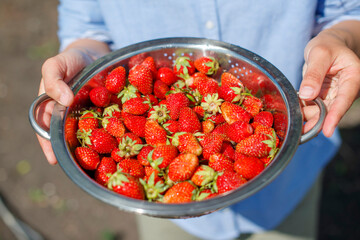 bowl with freshly picked strawberries