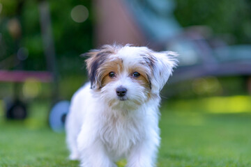 Adorable, curious puppy playing on green grass
