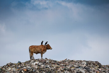 Obraz premium Animals and birds wander around at one of the largest disposal site, as seen on World Environment Day.