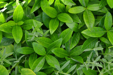 Naklejka na ściany i meble close up of green leaves leaves natural background